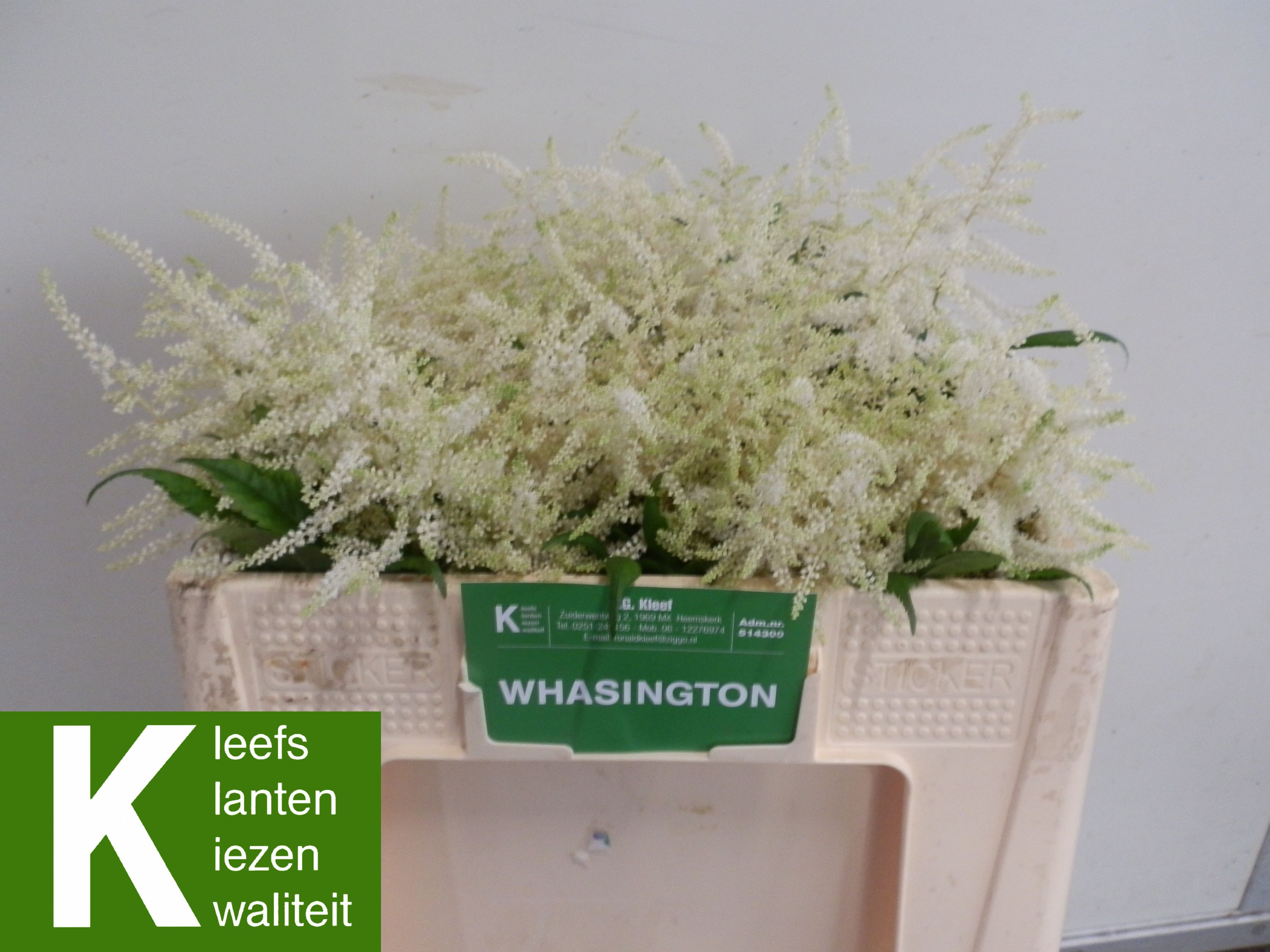 Astilbe Washington 50cm