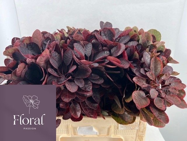 Cotinus Royal Purple 60cm