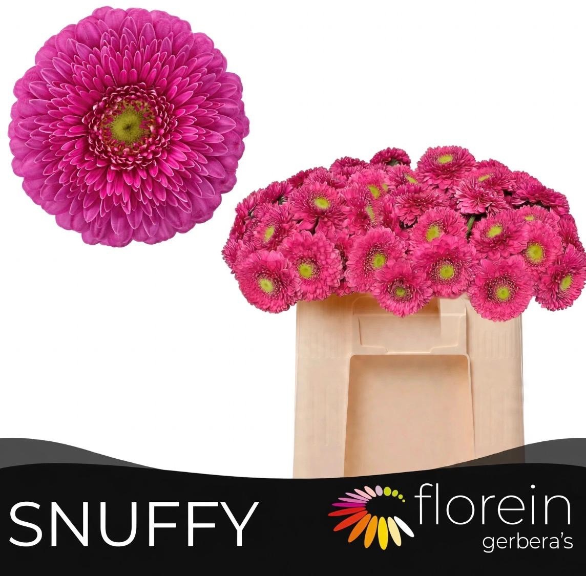 Ge Mb Pom Snuffy