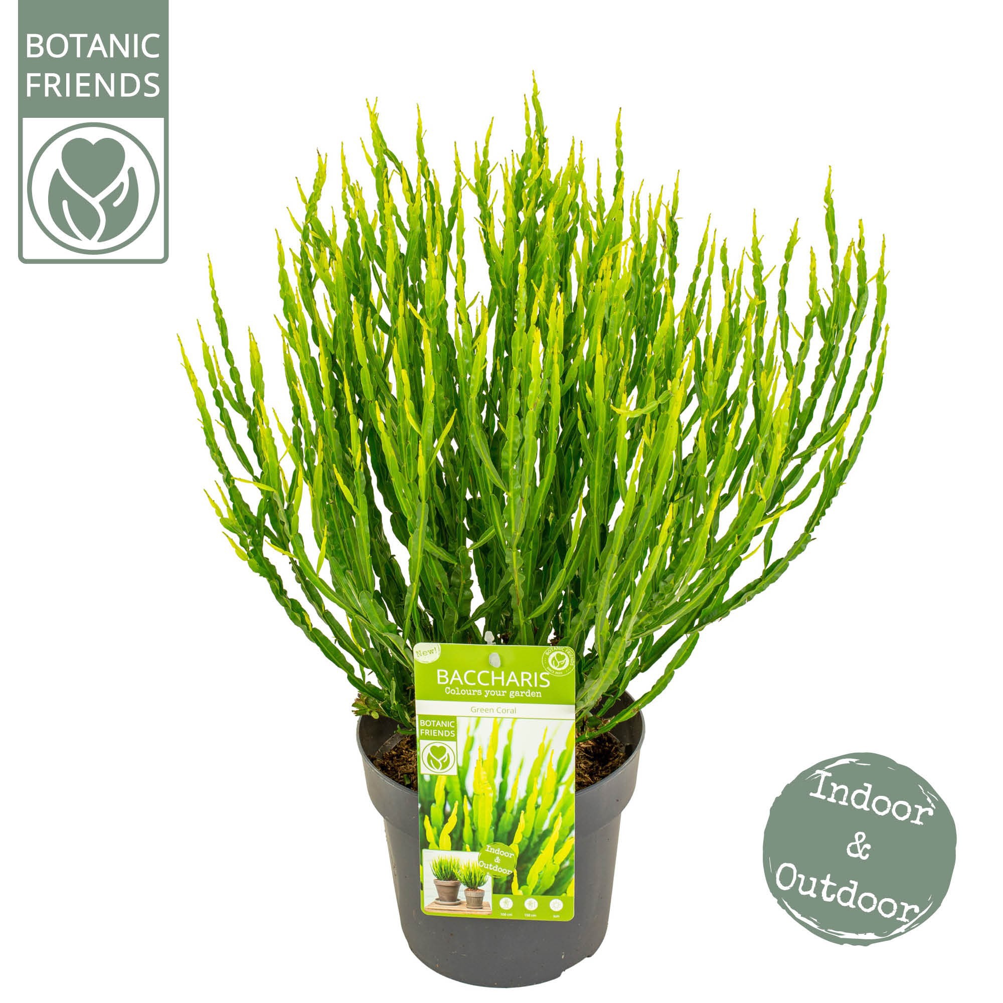 Baccharis Green Coral