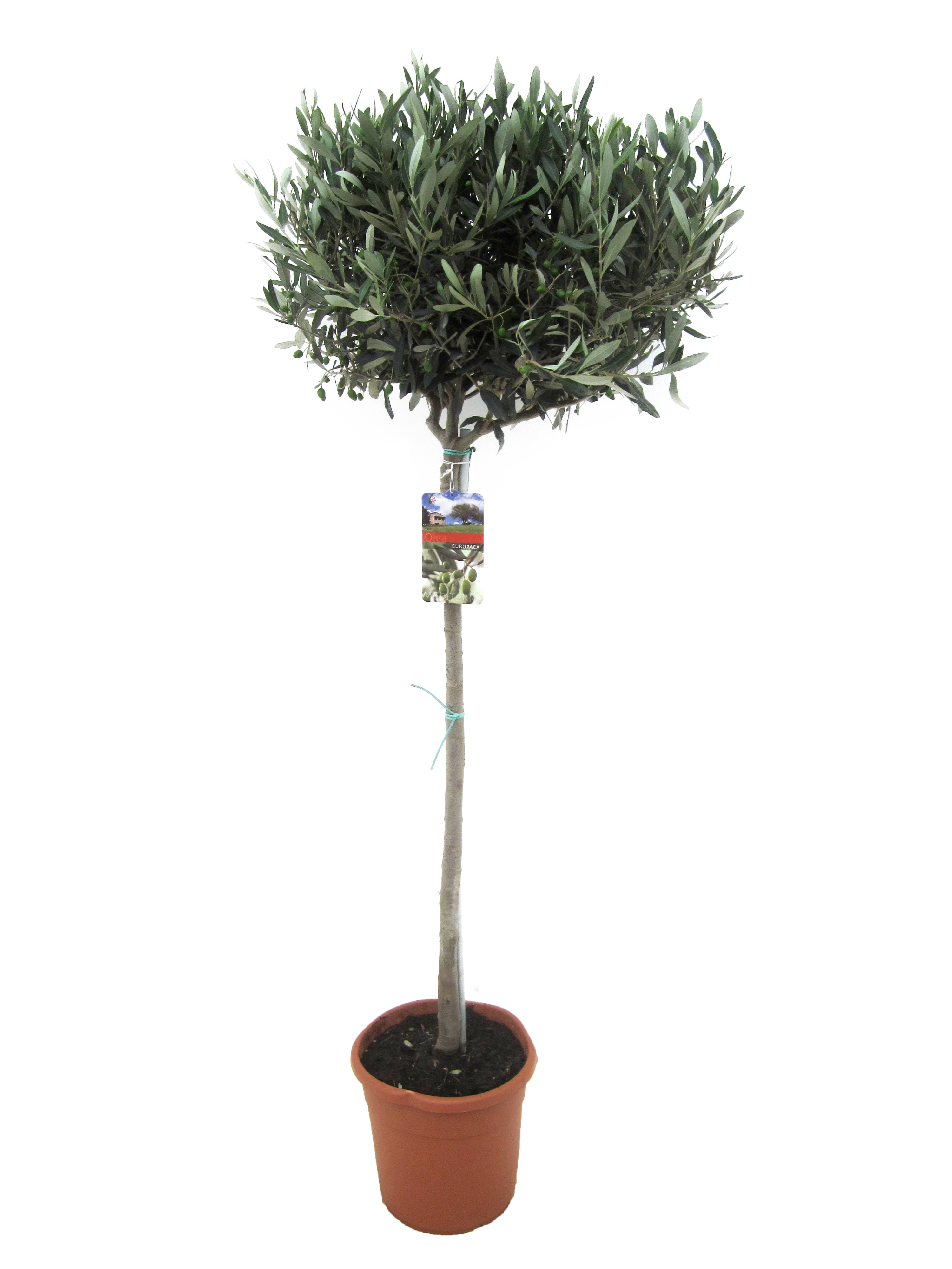 Picture of Olea europaea P27 90/STD-35-40-HEAD