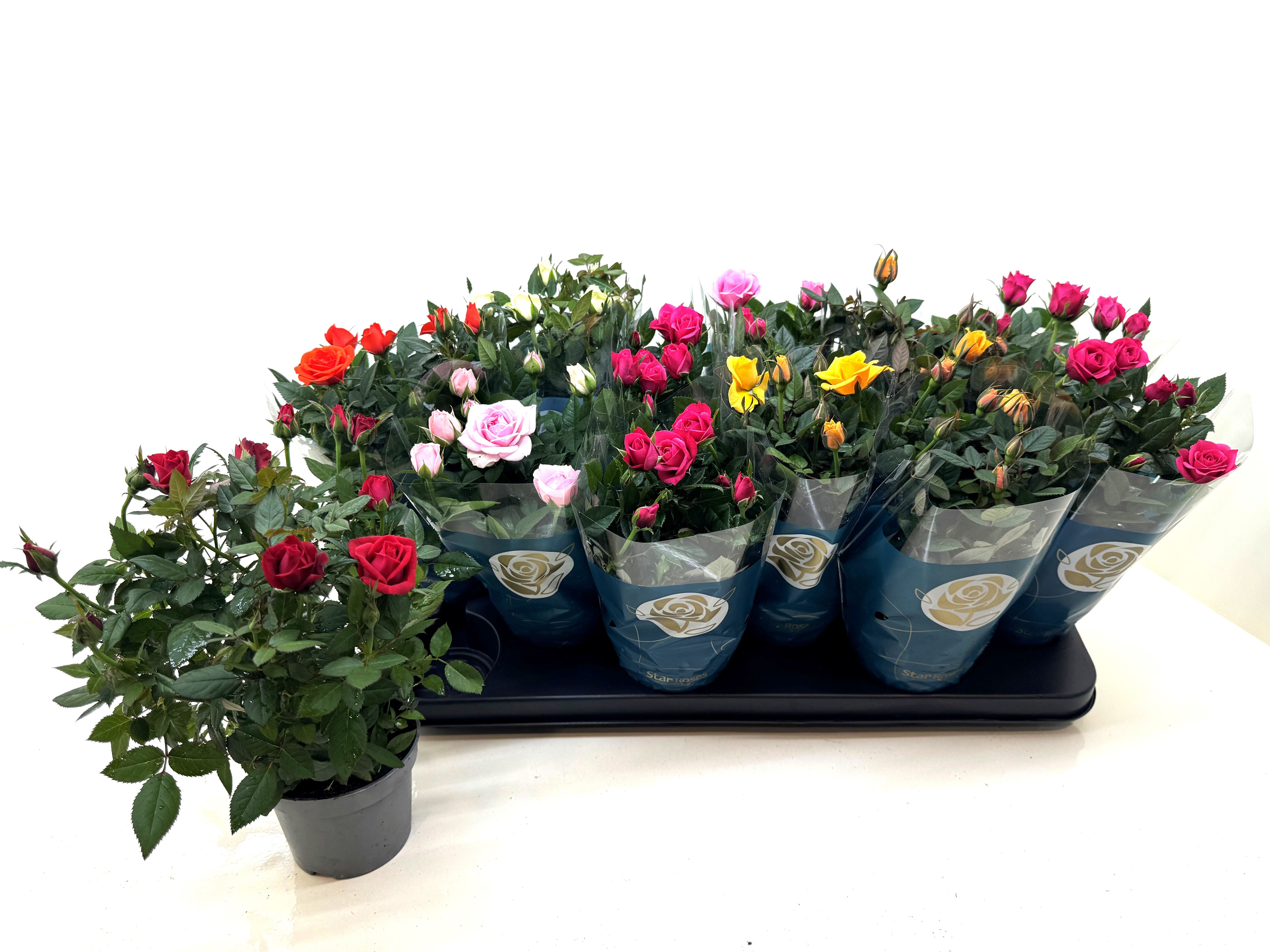 Ro Star Roses Gem 510P 26H 23bloei