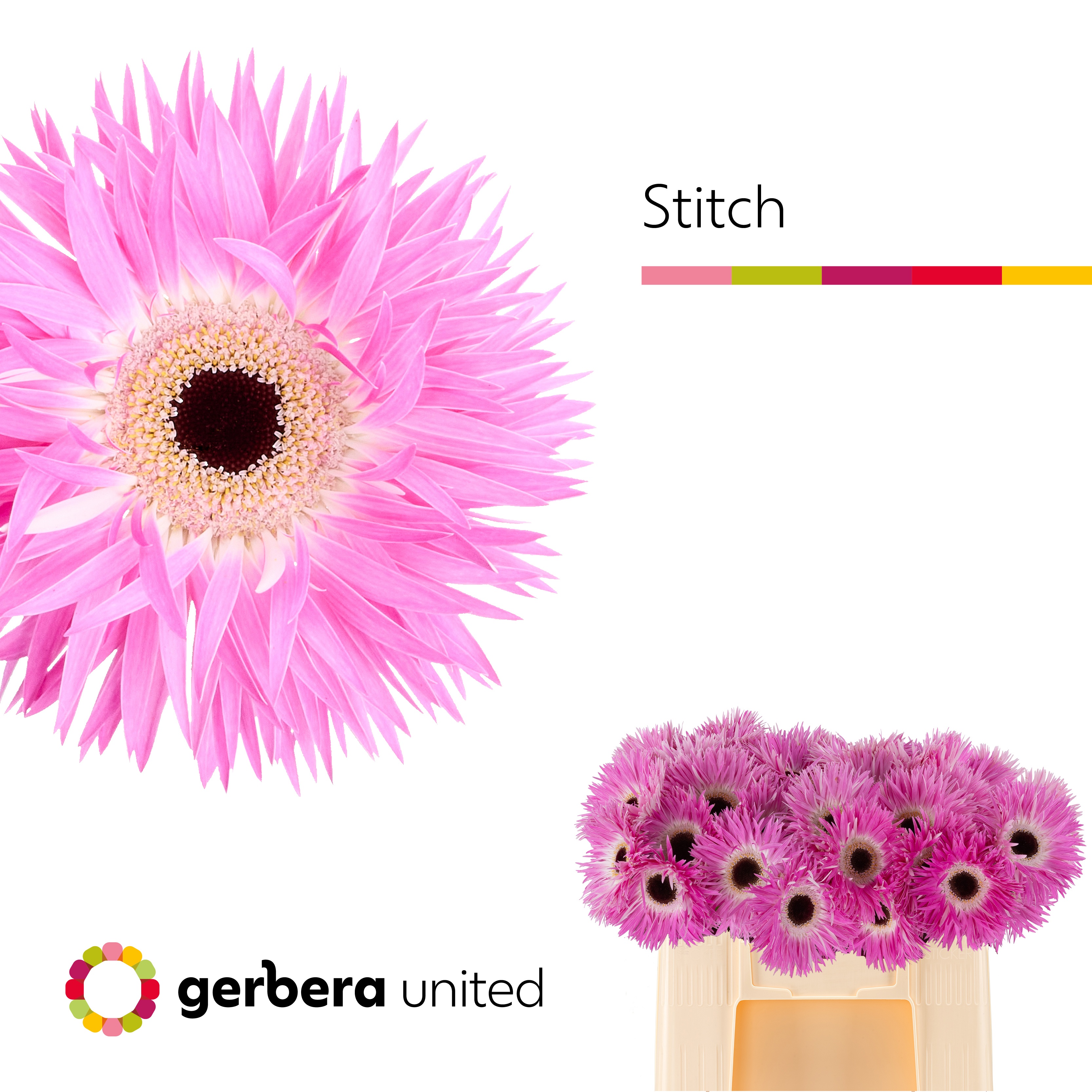 Ge Gs Stitch+ 50L.cm