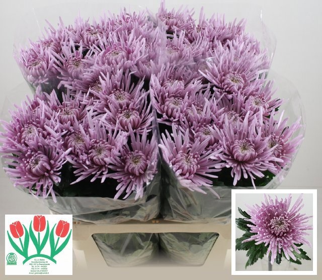 Chr G Cipria 70cm 65gram