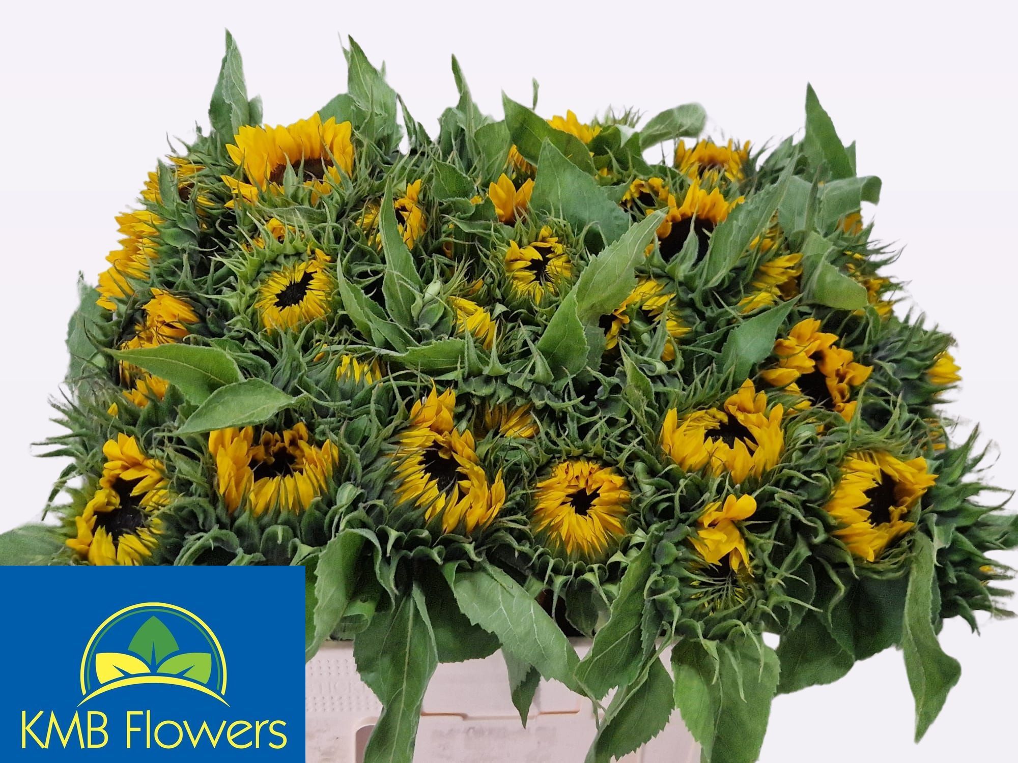 Helianthus Sunrich Or 60cm 12Ø