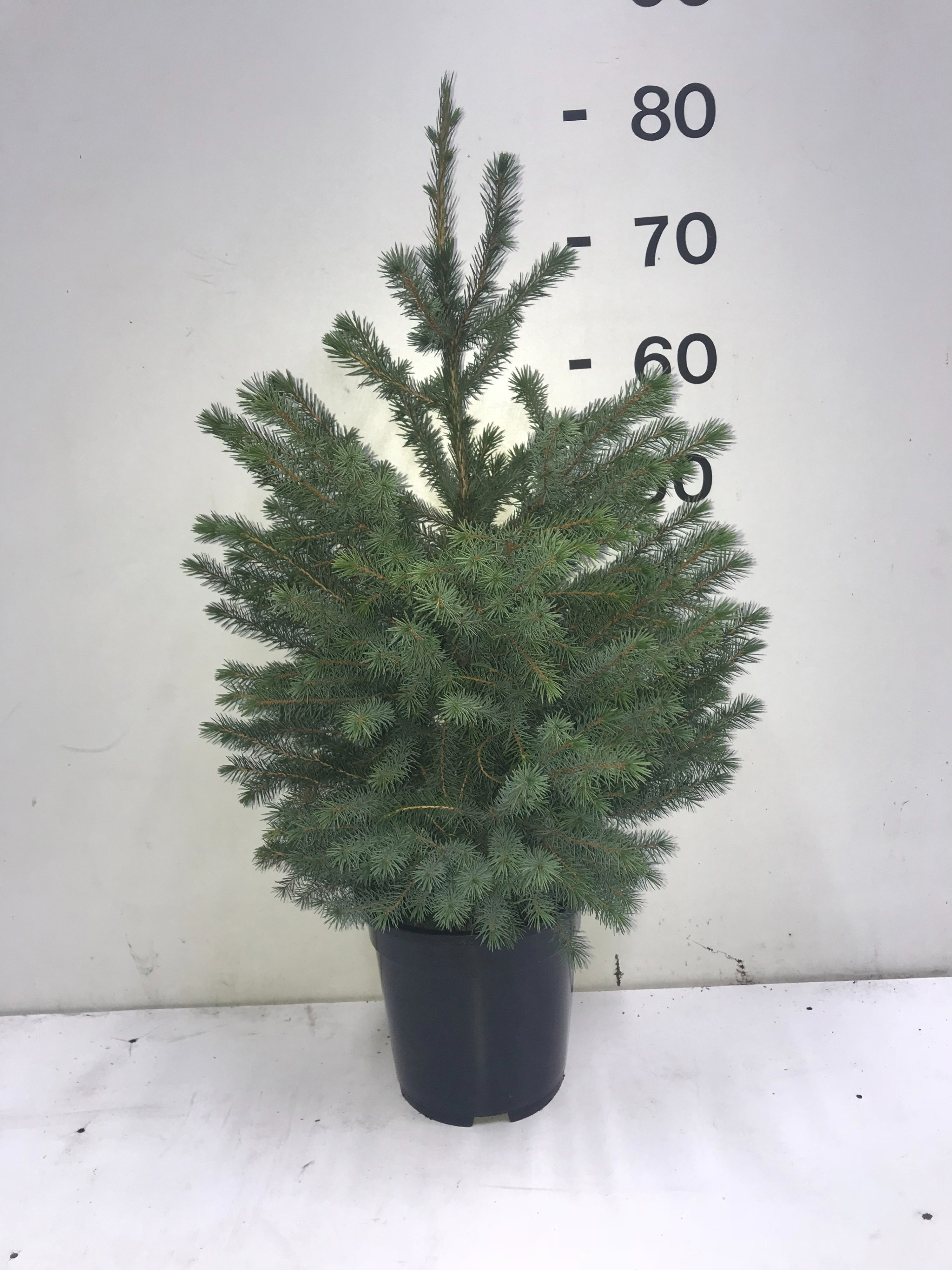 Picea Omorika 21P 75H