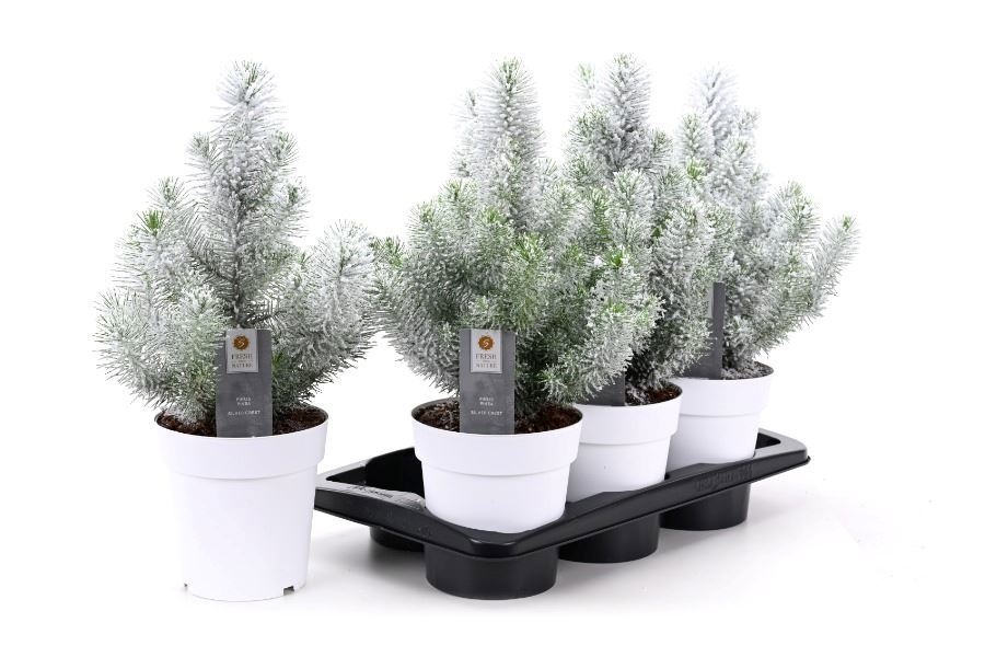 Pinus Pinea Silvercrest 17Ø 45cm