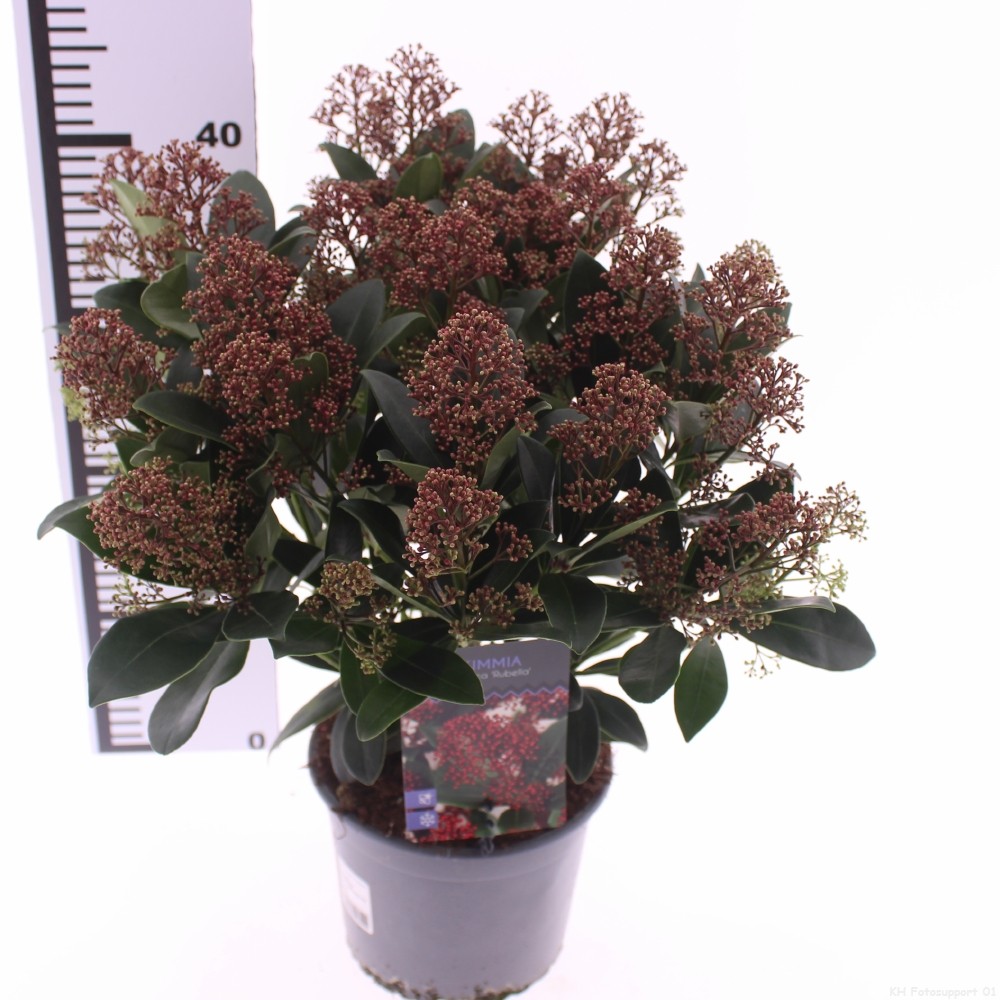 Picture of Skimmia jap. 'Rubella'