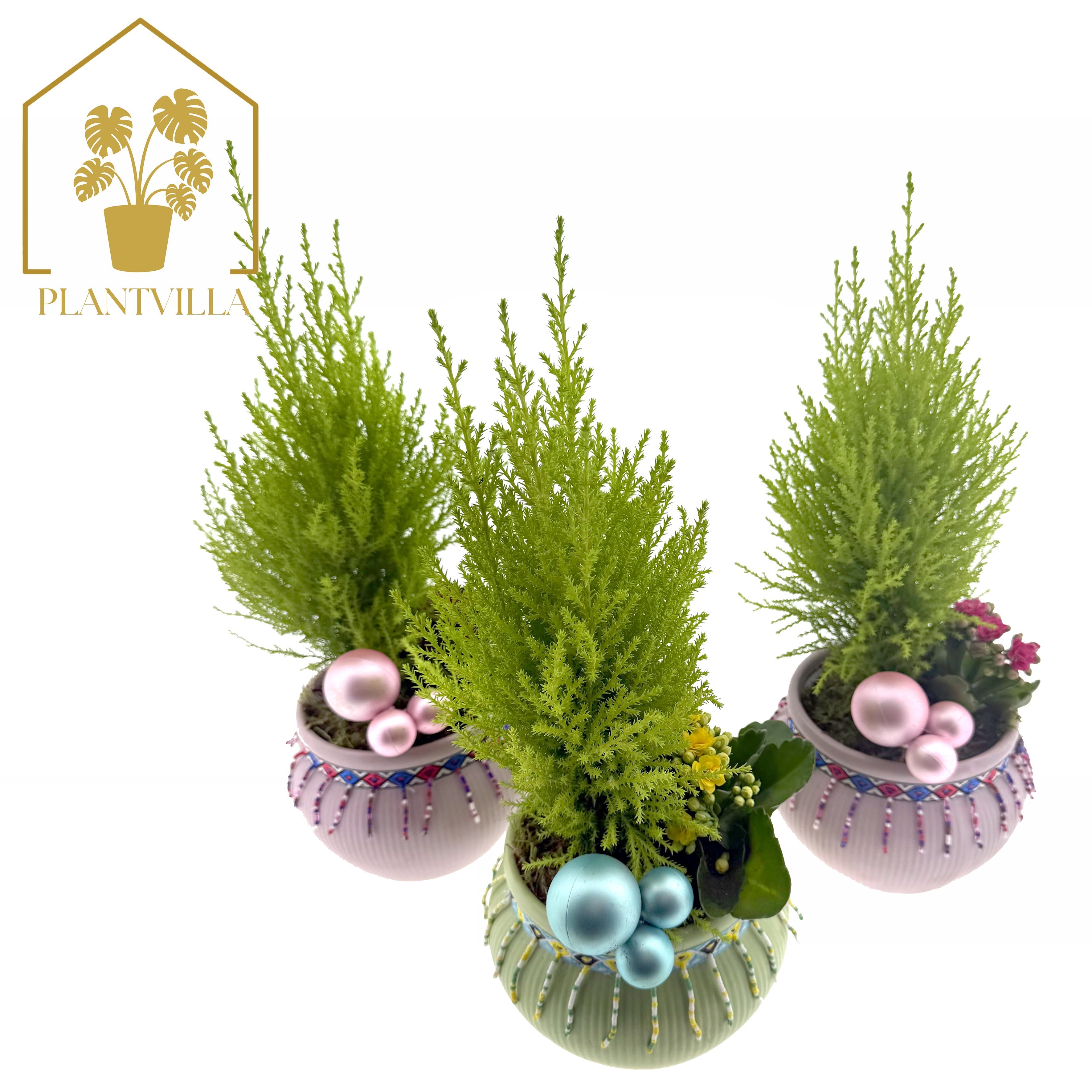Arr Tuinplanten 15P 30cm 23bloei