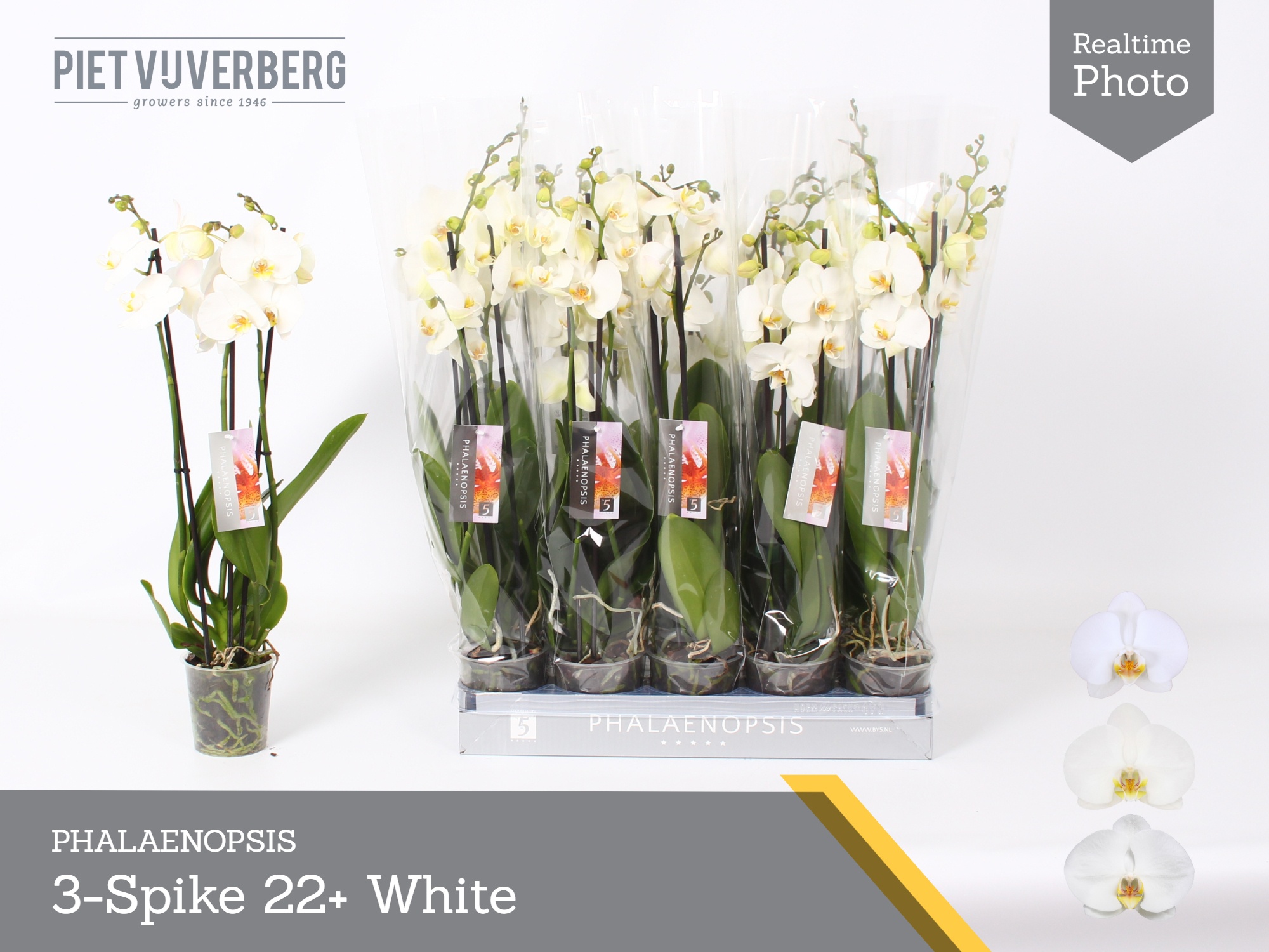 Phalaenopsis White 2 Stem 12Ø 60cm