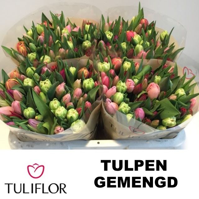 Tulipa Mixed In Bunch 30cm 22gram