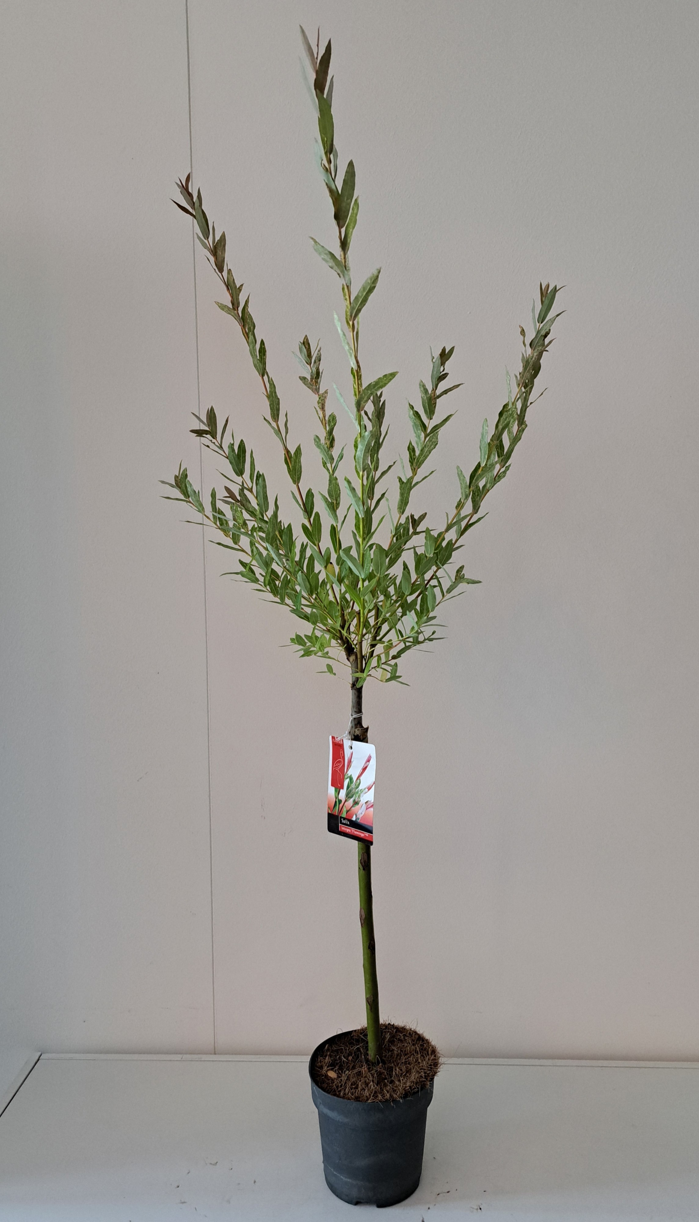 Picture of Salix Flamingo stam 40 p14