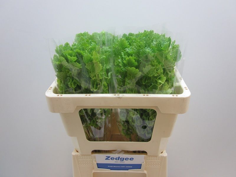 Moluccella Stuk