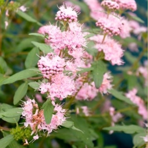 Picture of Caryopteris Stephi ('Lissteph'PBR)