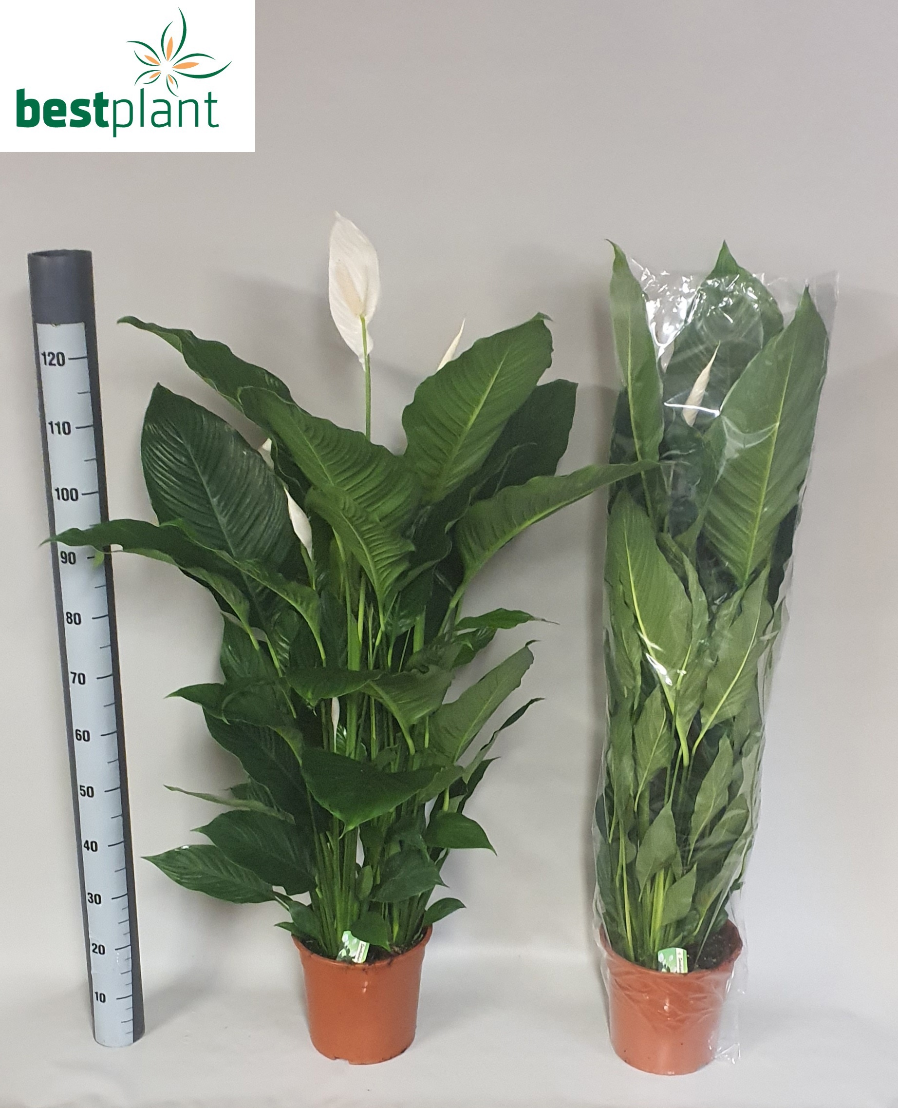 Spath Sweet Sebastia 24Ø 130cm