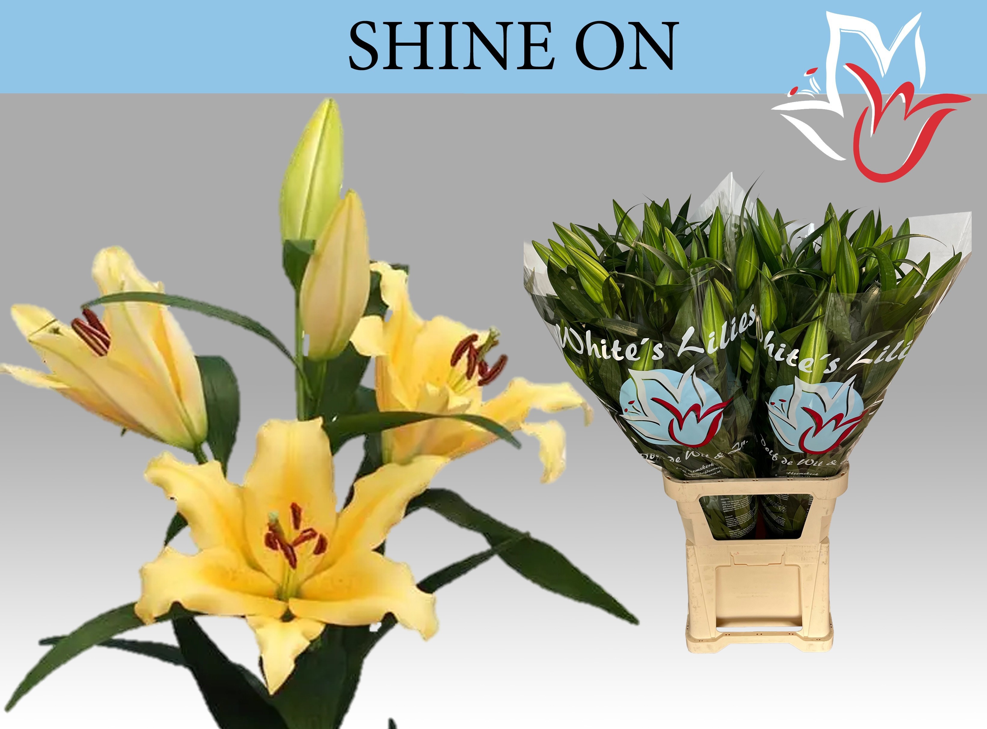 Li Ot Shine On