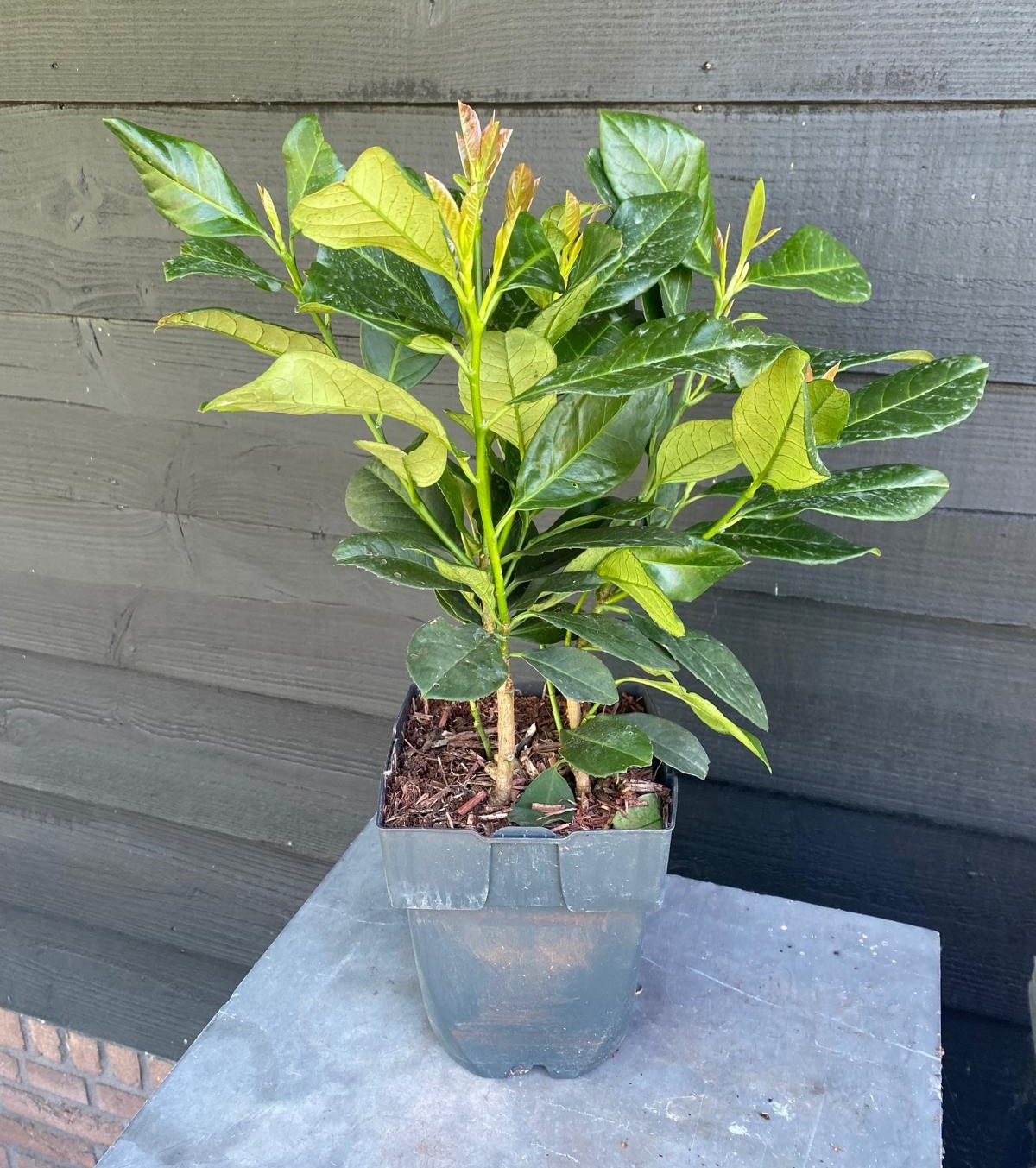 Picture of Prunus laurocerasus 'Etna' P17