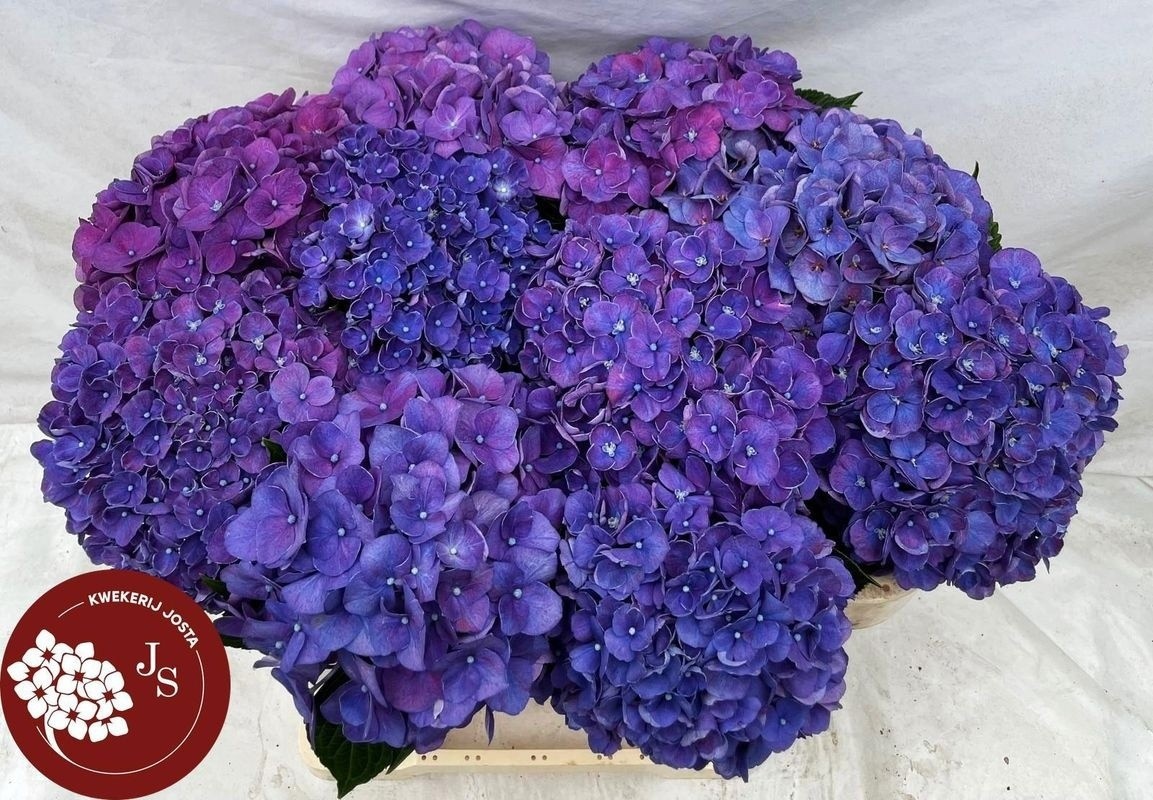 Hydrangea Rodeo Purple 60cm 18Ø
