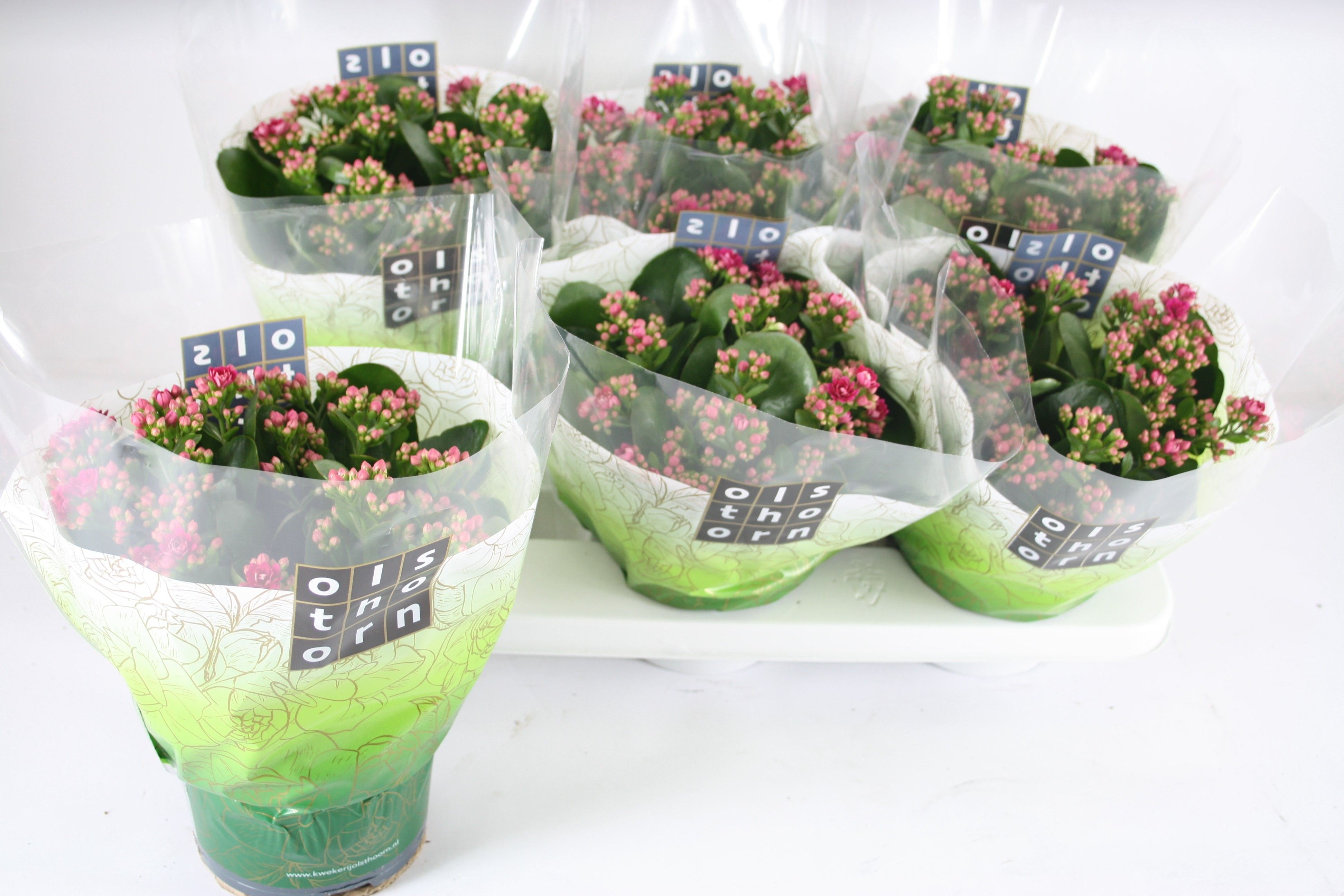 Gevuld 15 Cm Paars