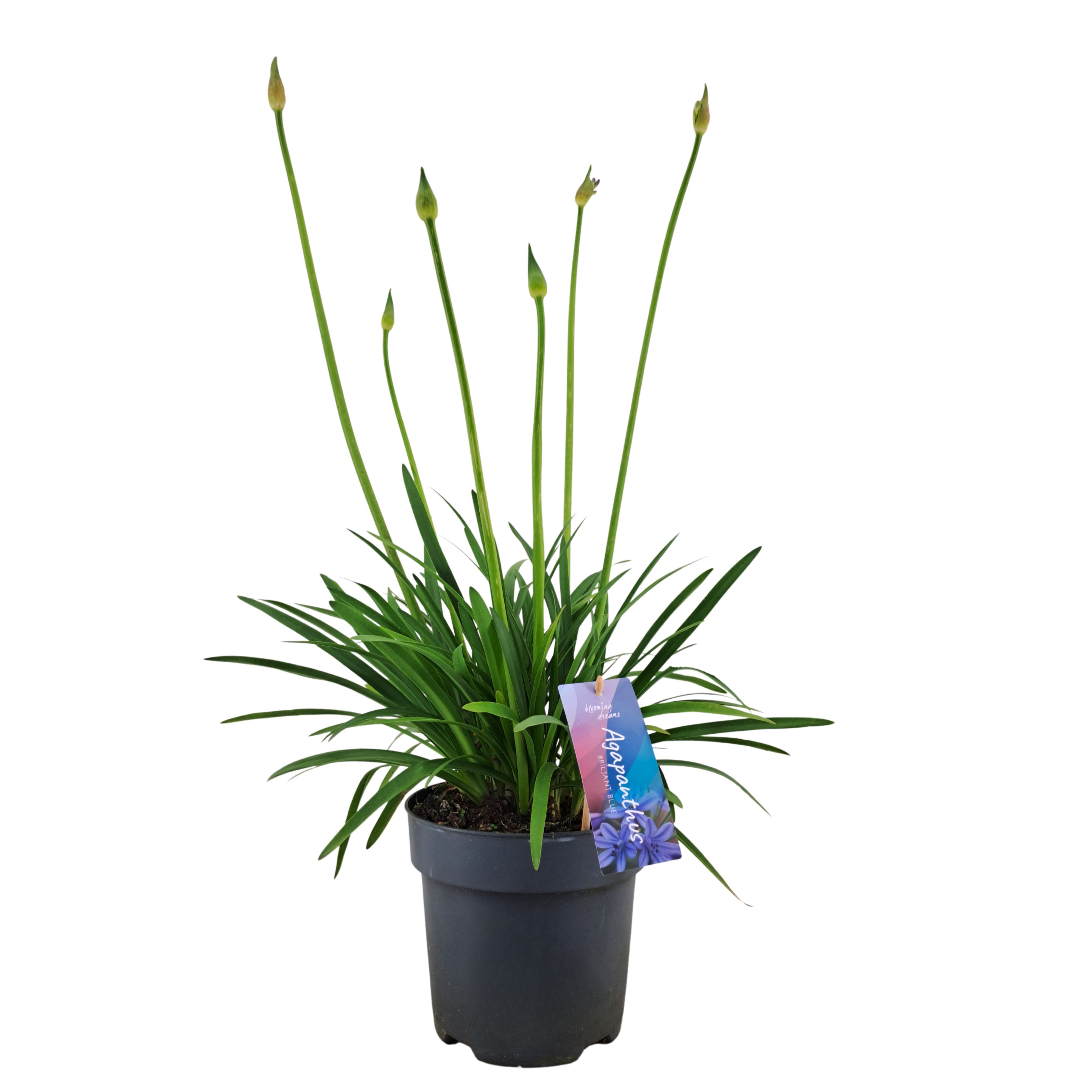 Agapanthus Brilliant Blue ('Aga04051') pt