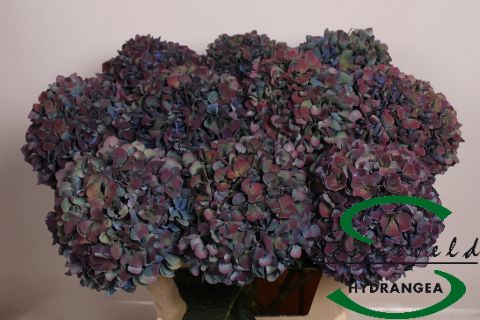 Hydrangea Pimpernel Classic 80cm 23Ø