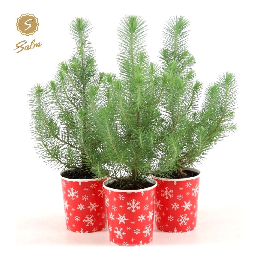 Picture of Pinus pinea 'Silver Crest' P10,5 in Cup X-mas Deco