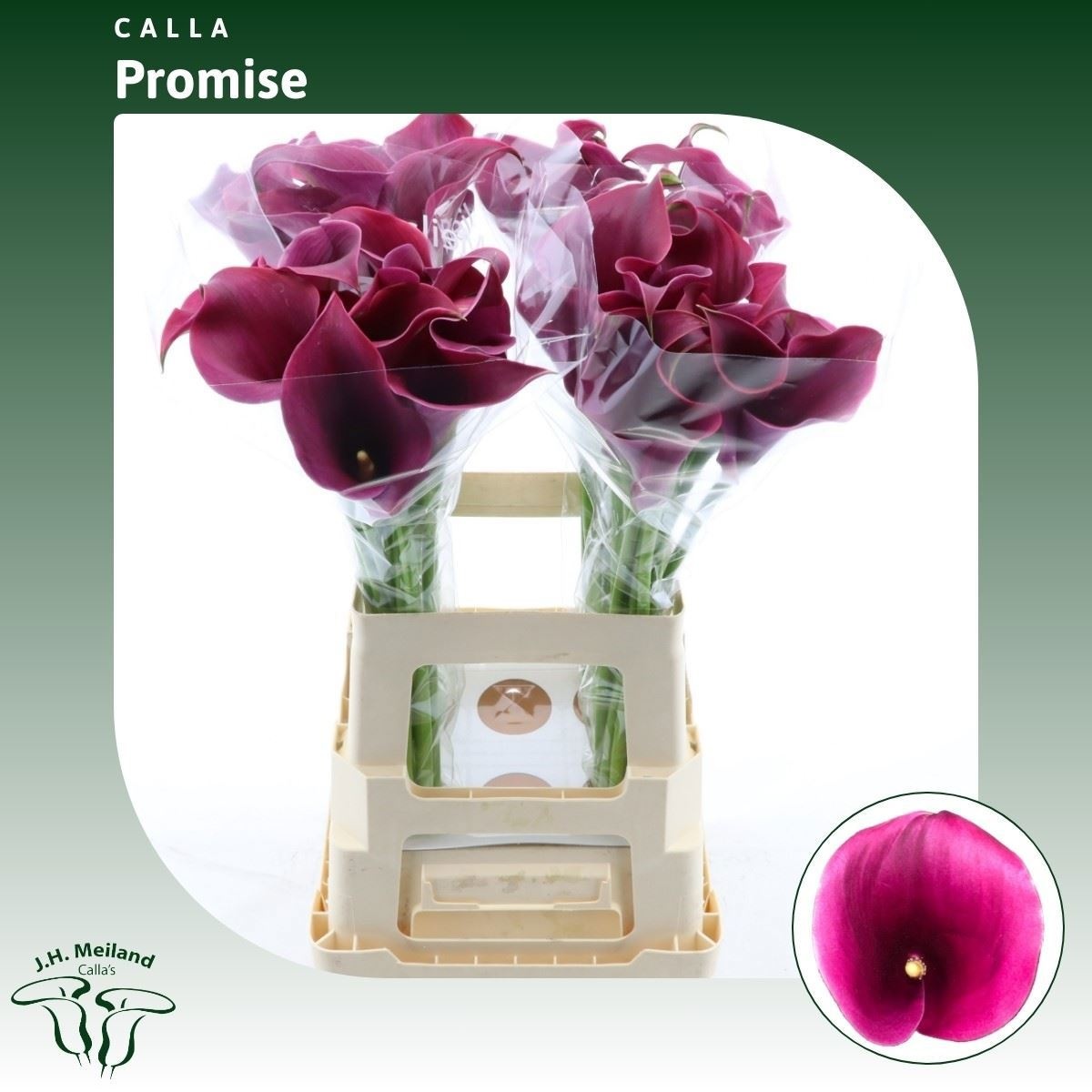 Calla Capt Promise 65cm