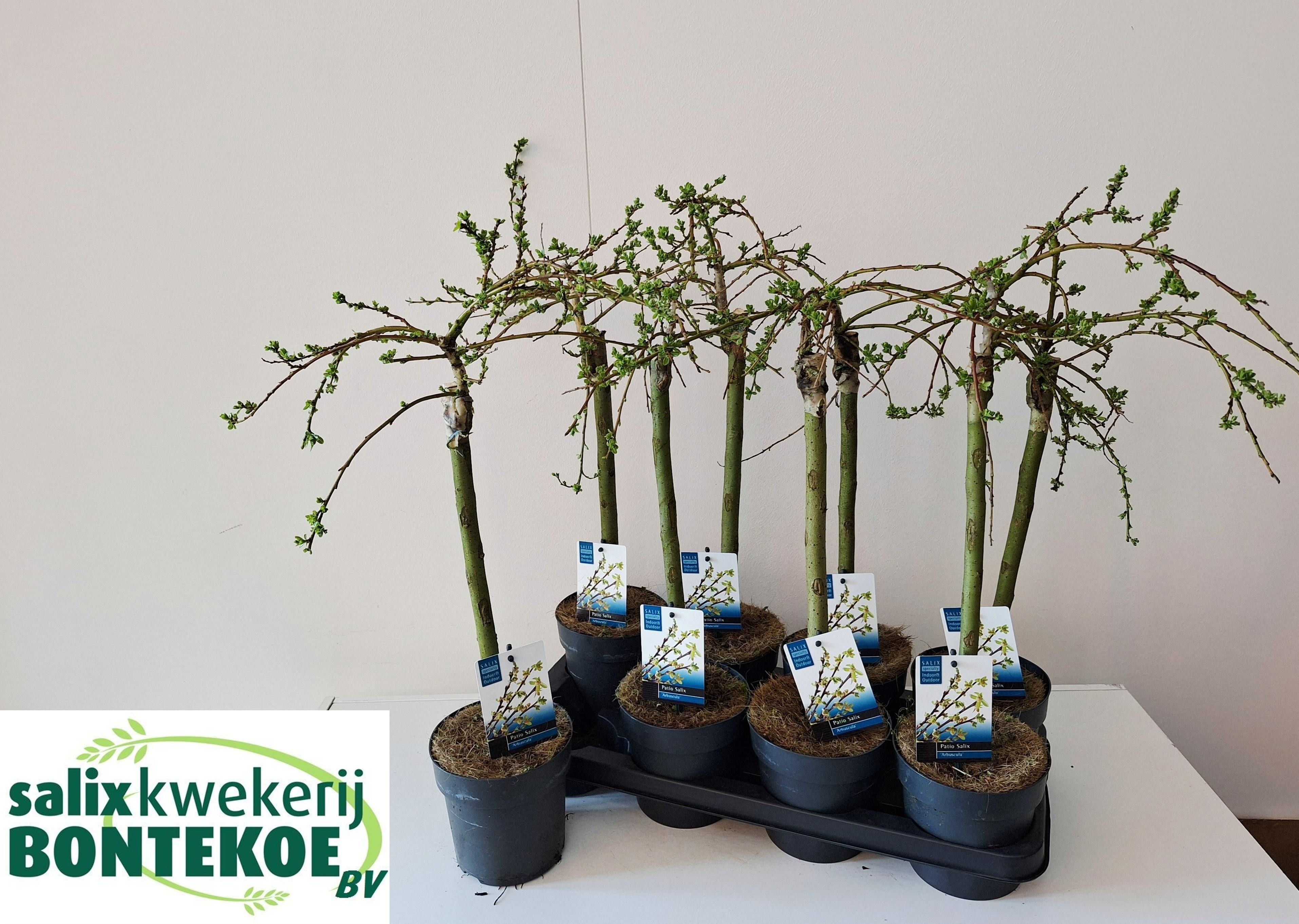 Salix arbuscula SALIX ARBUSCULA | Gardenline
