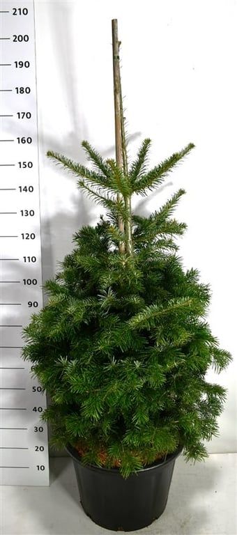 Abies nordmanniana