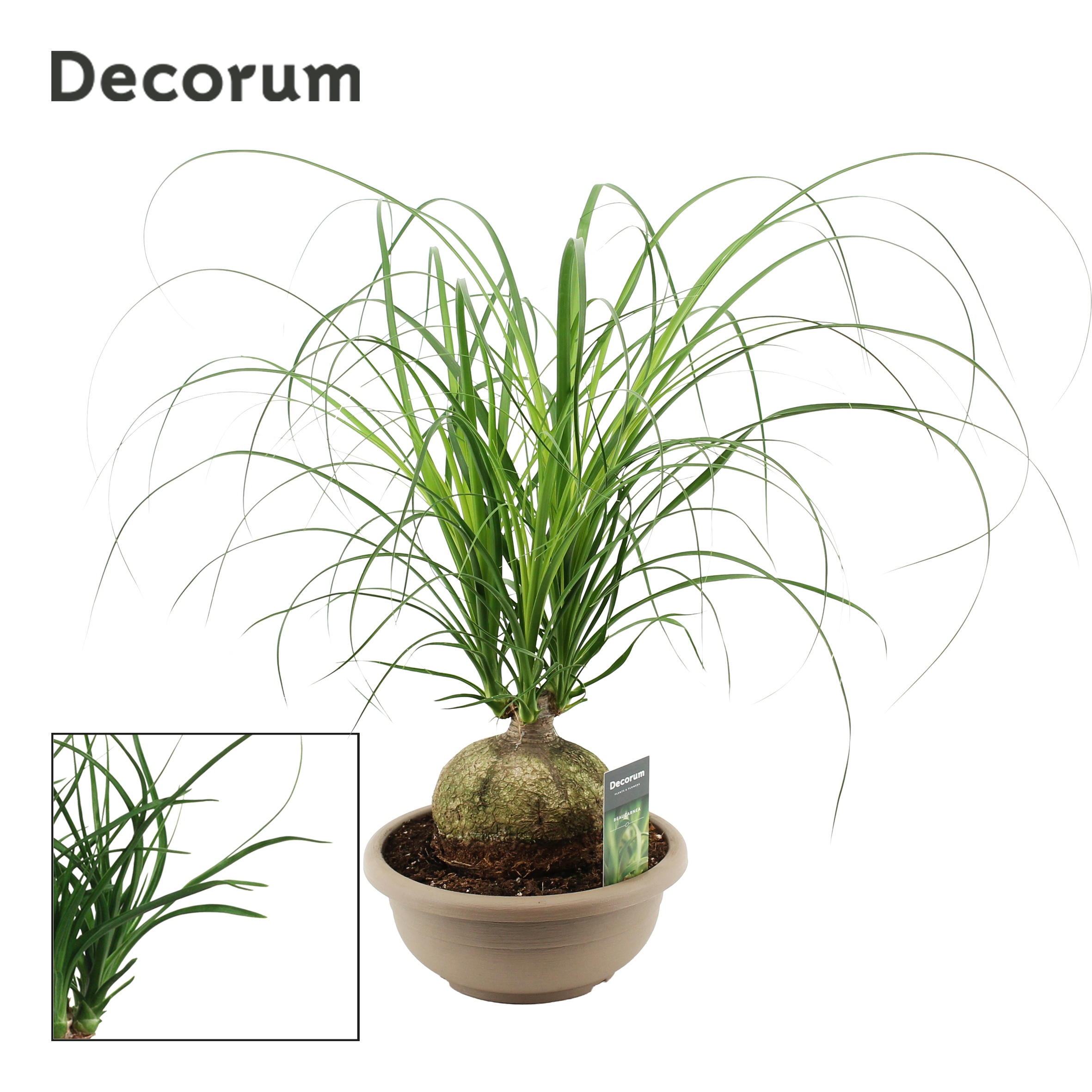 Beaucarnea Bol (Decorum)