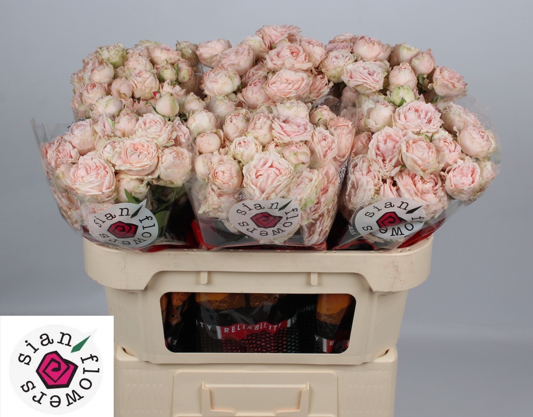 Rosa Spr Lady Of The Dawn 70cm