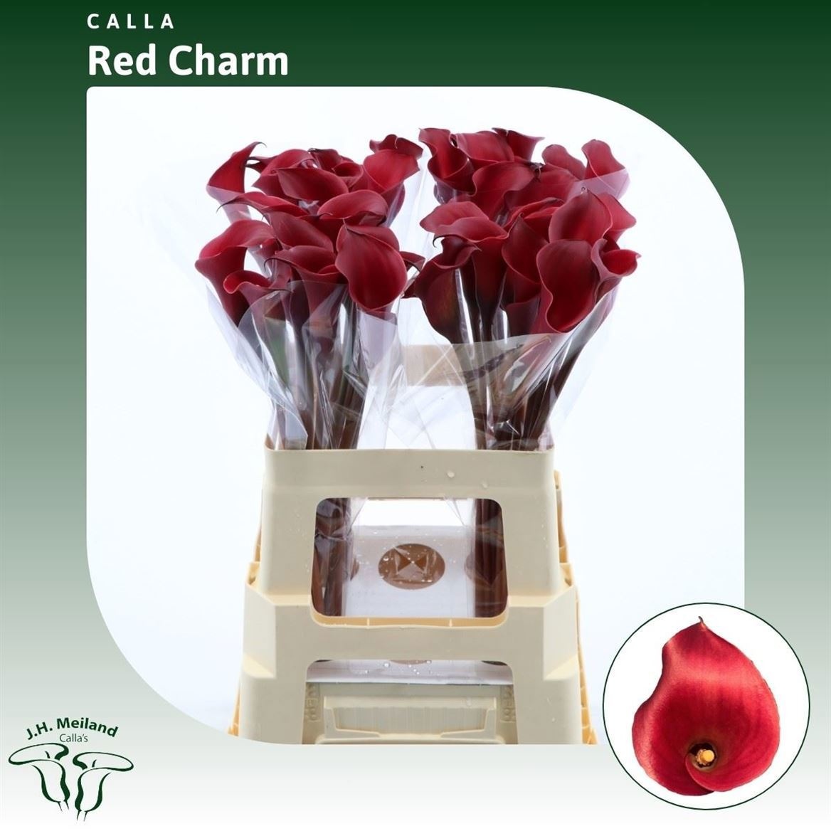Calla Red Charm 60cm