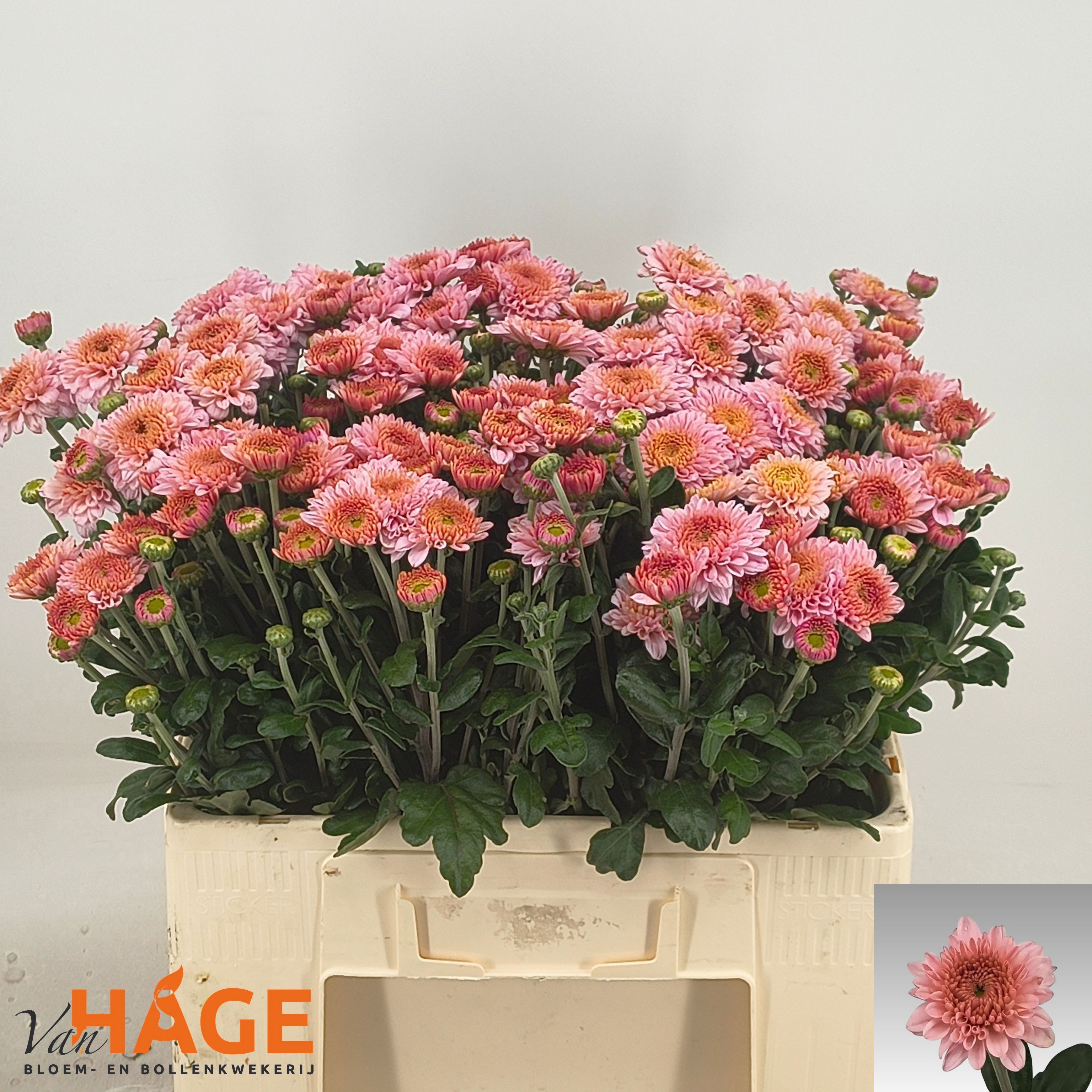 Chrys Spray Blenda 50cm 70gram