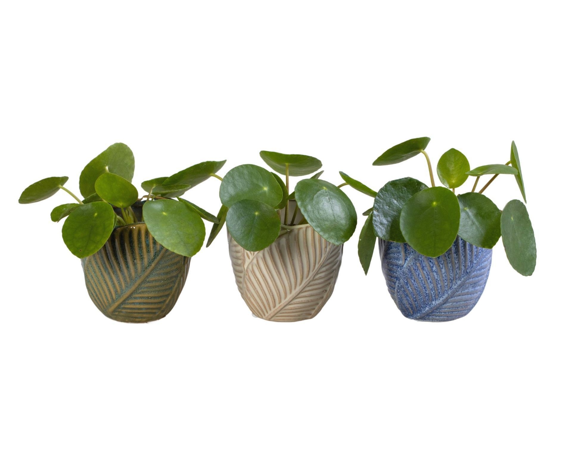 Pilea L 65949 with Pilea Peperomioides