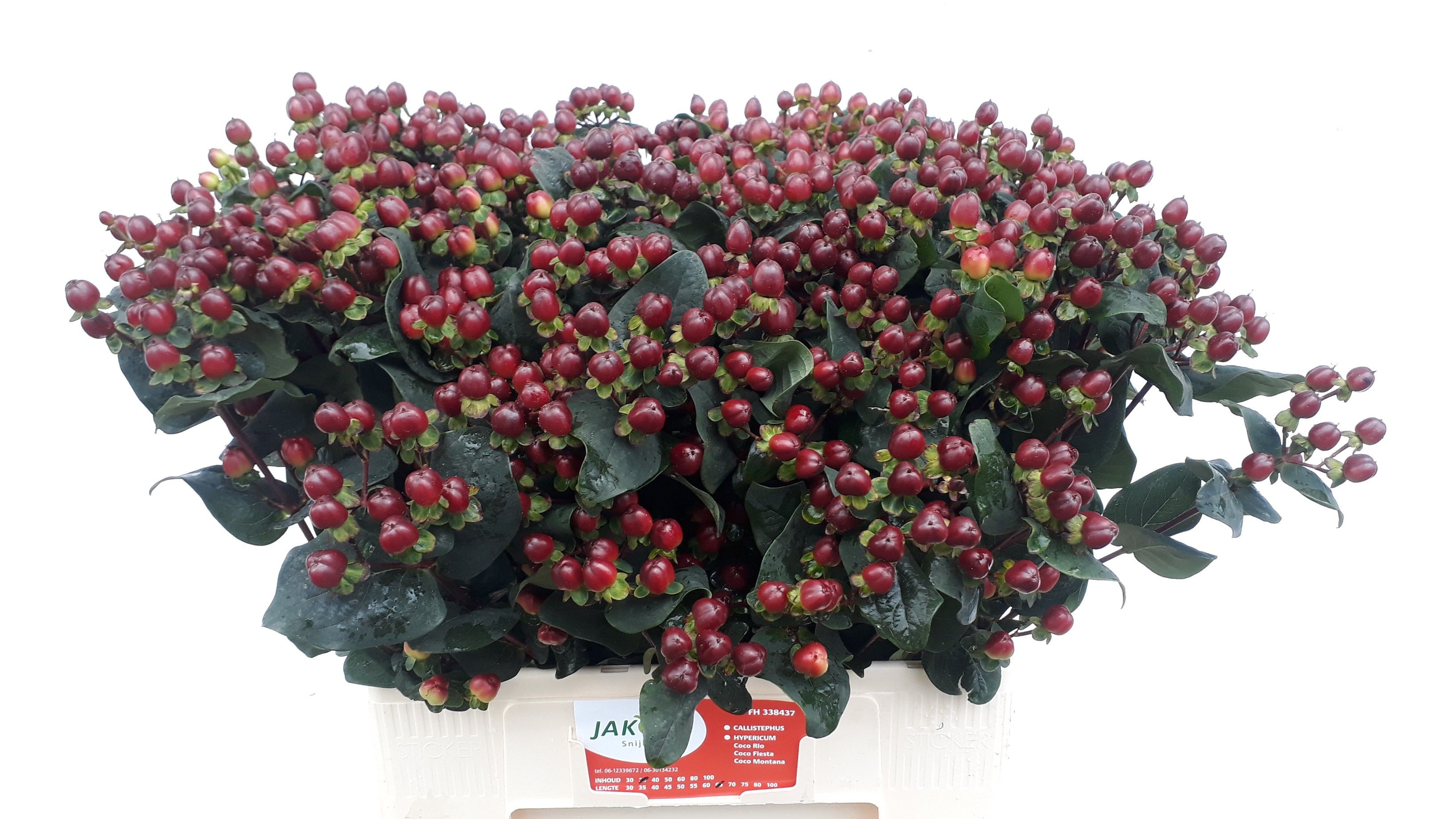 Hypericum Montana 60cm
