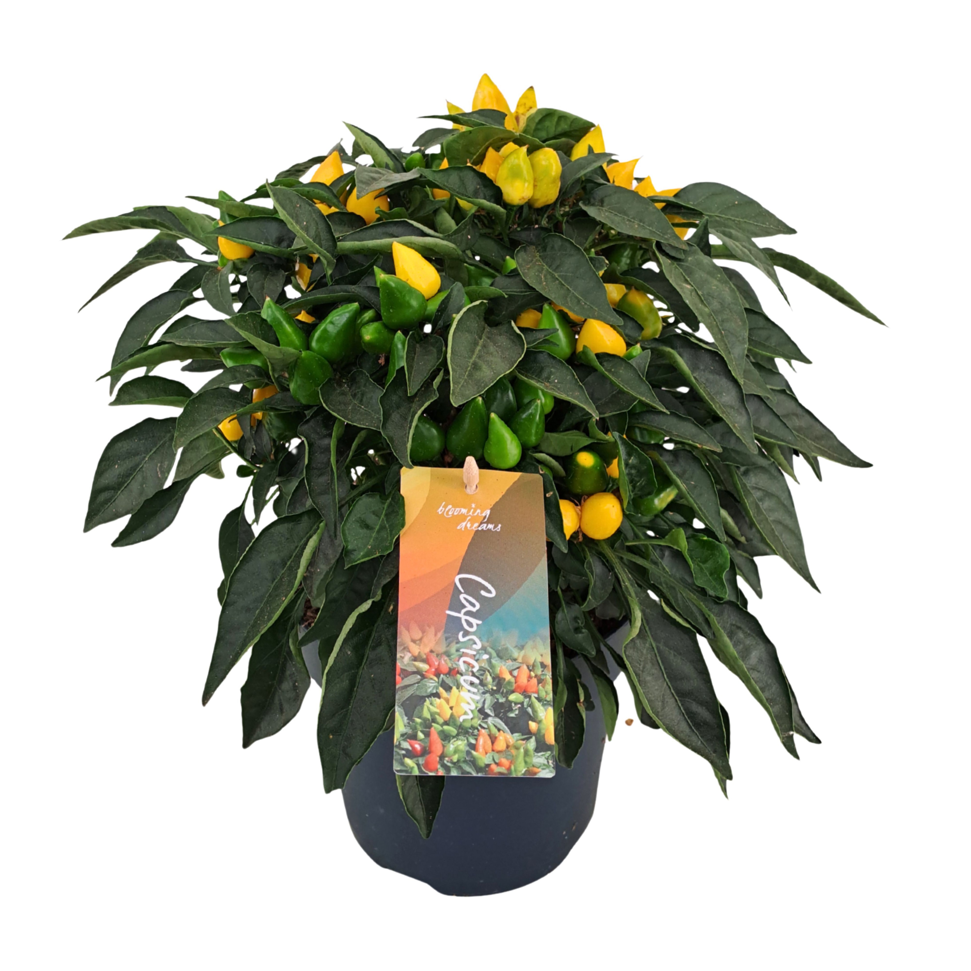 Capsicum annuum 'Mambo Yellow'