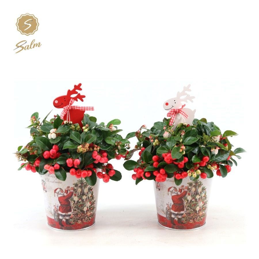 Gaultheria 'Ciao Bella'® in Zinc Santa + Reindeer