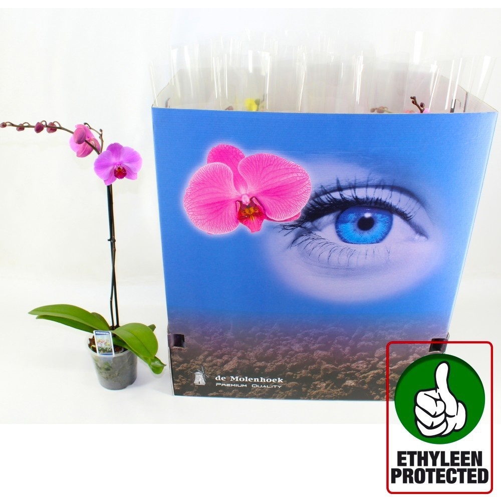 Phal Gem 6 Kl 12P 60H 1TAK 6bloem 12bloei