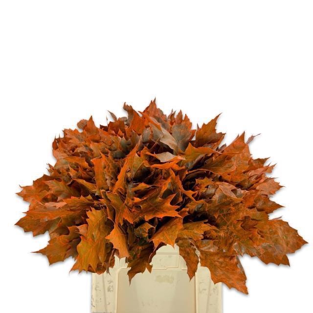 Quercus Rubra Ptd 60cm