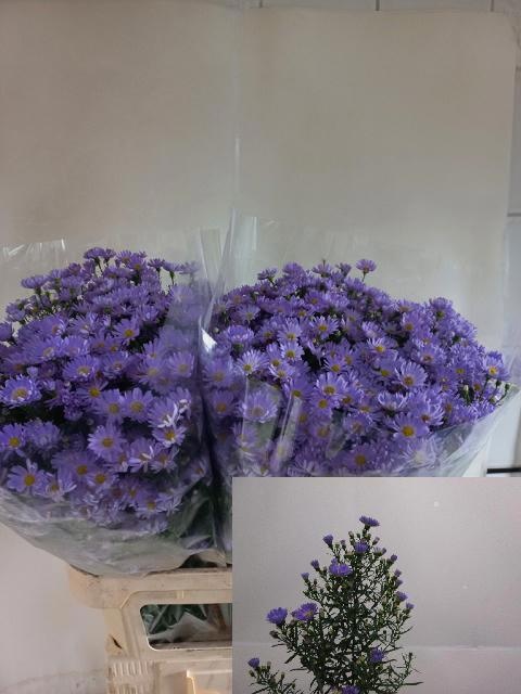 Aster Cassandra 80cm 42gram