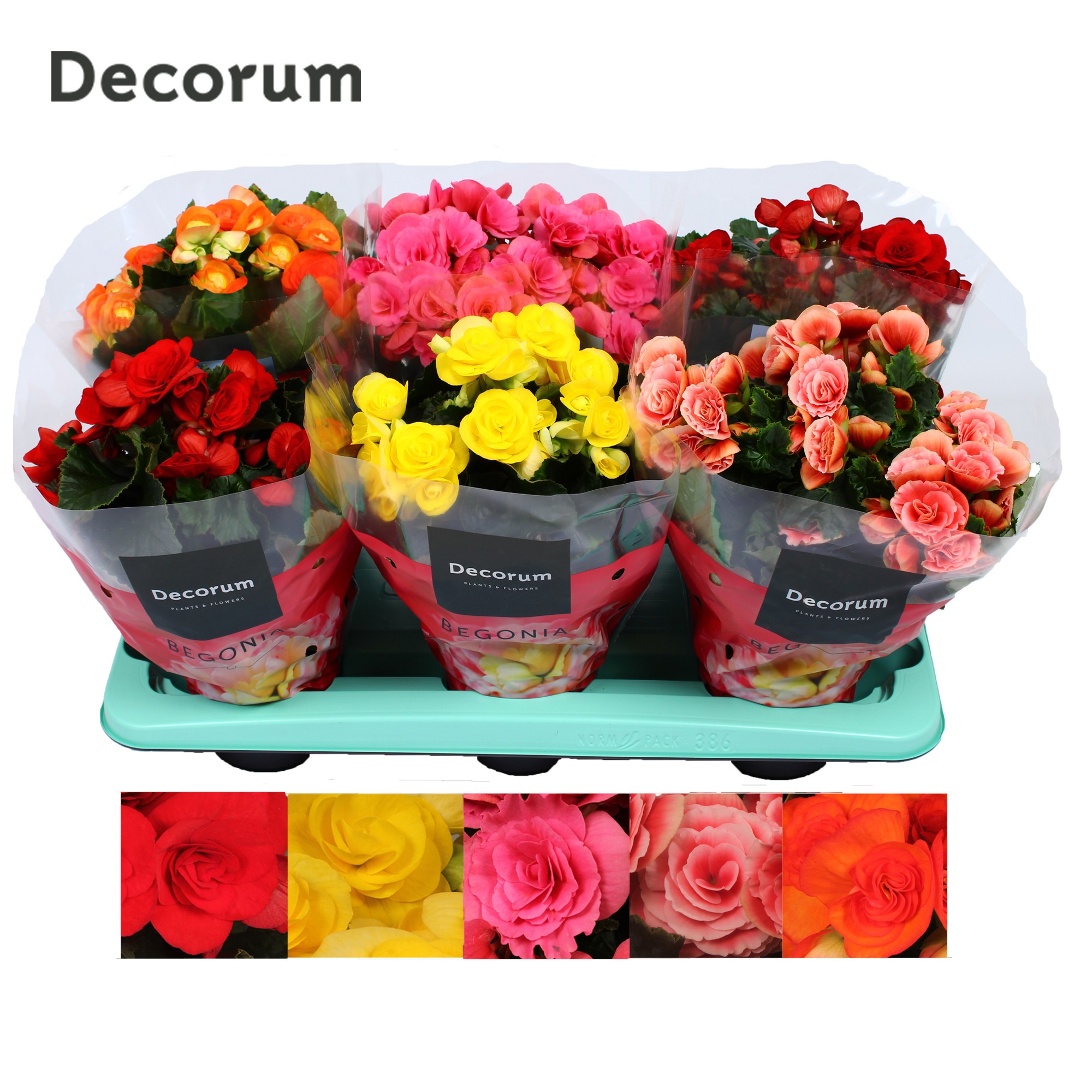 Picture of Begonia 5 colours in box Decorum P13 32cm