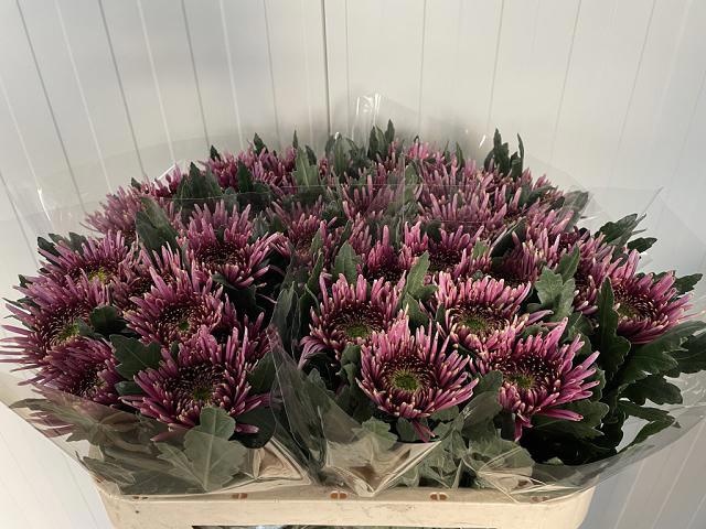 Chr G Tula Purple 70cm 85gram