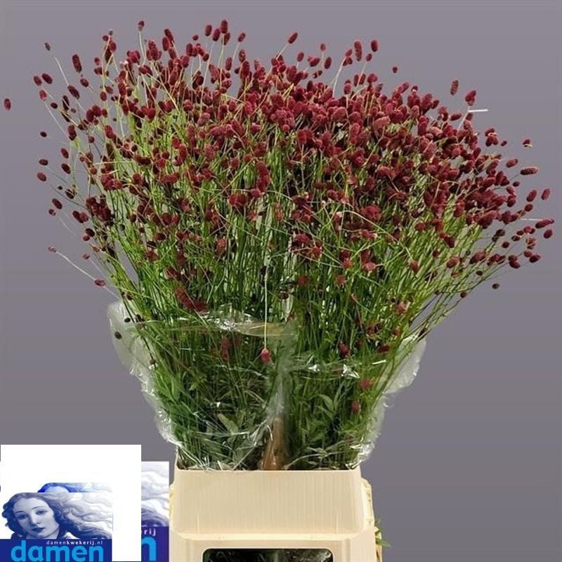 Sanguisorba O Arnhem