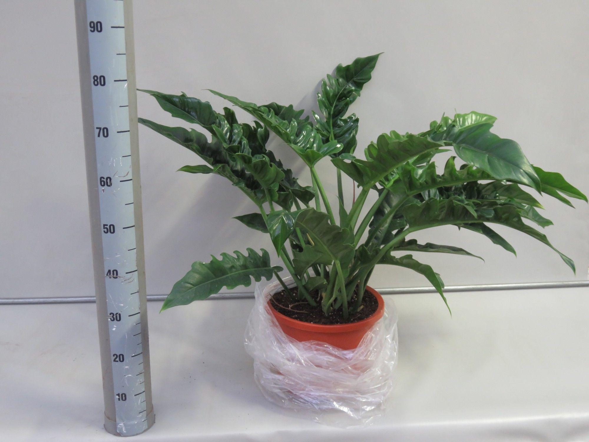 light for plant indoor 4 Tier Grow Light Garden main image 1