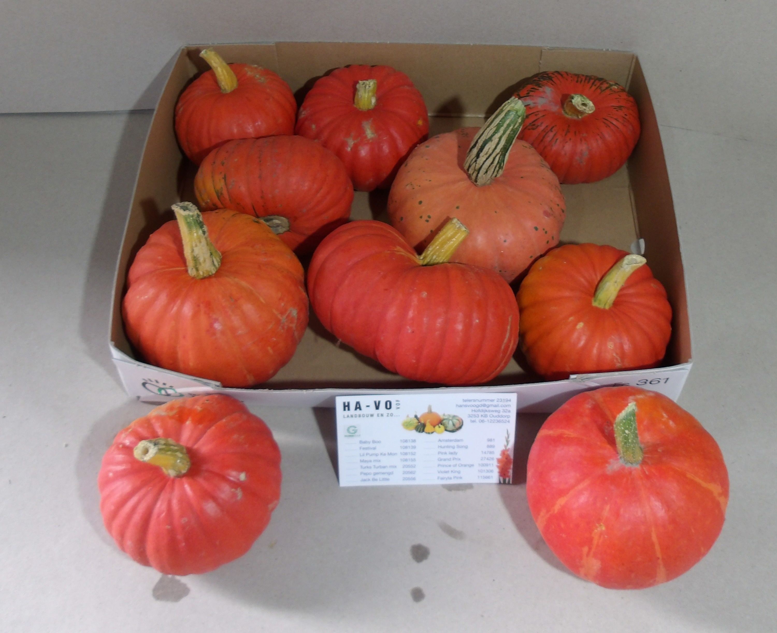 Cucurbita (kalebas)