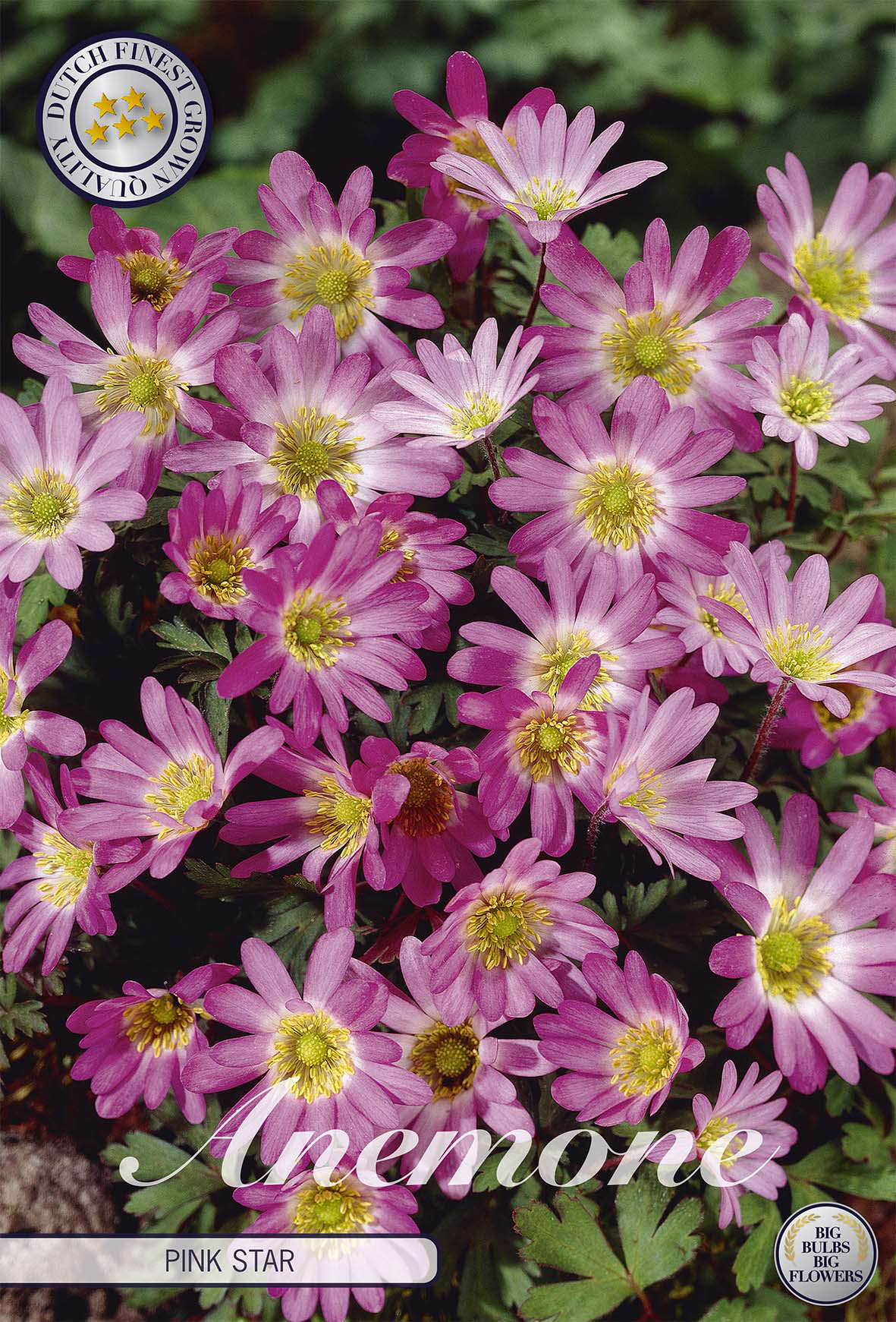 Anemone blanda 'Pink Star'