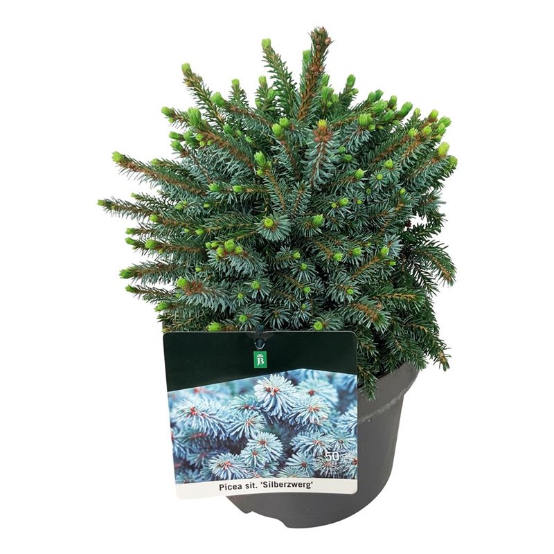 Picture of Picea sit. 'Silberzwerg'