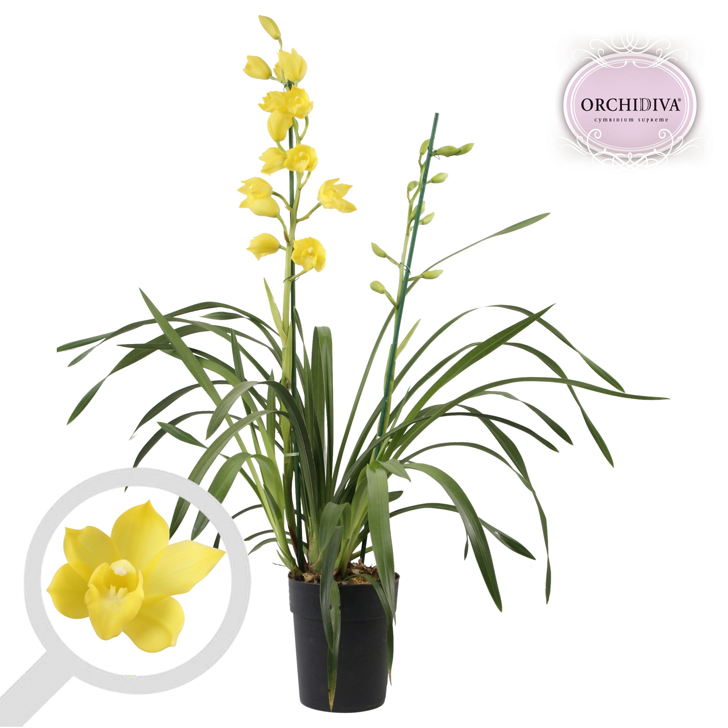 Picture of Cymbidium Yellow 2 shoots P14 85cm