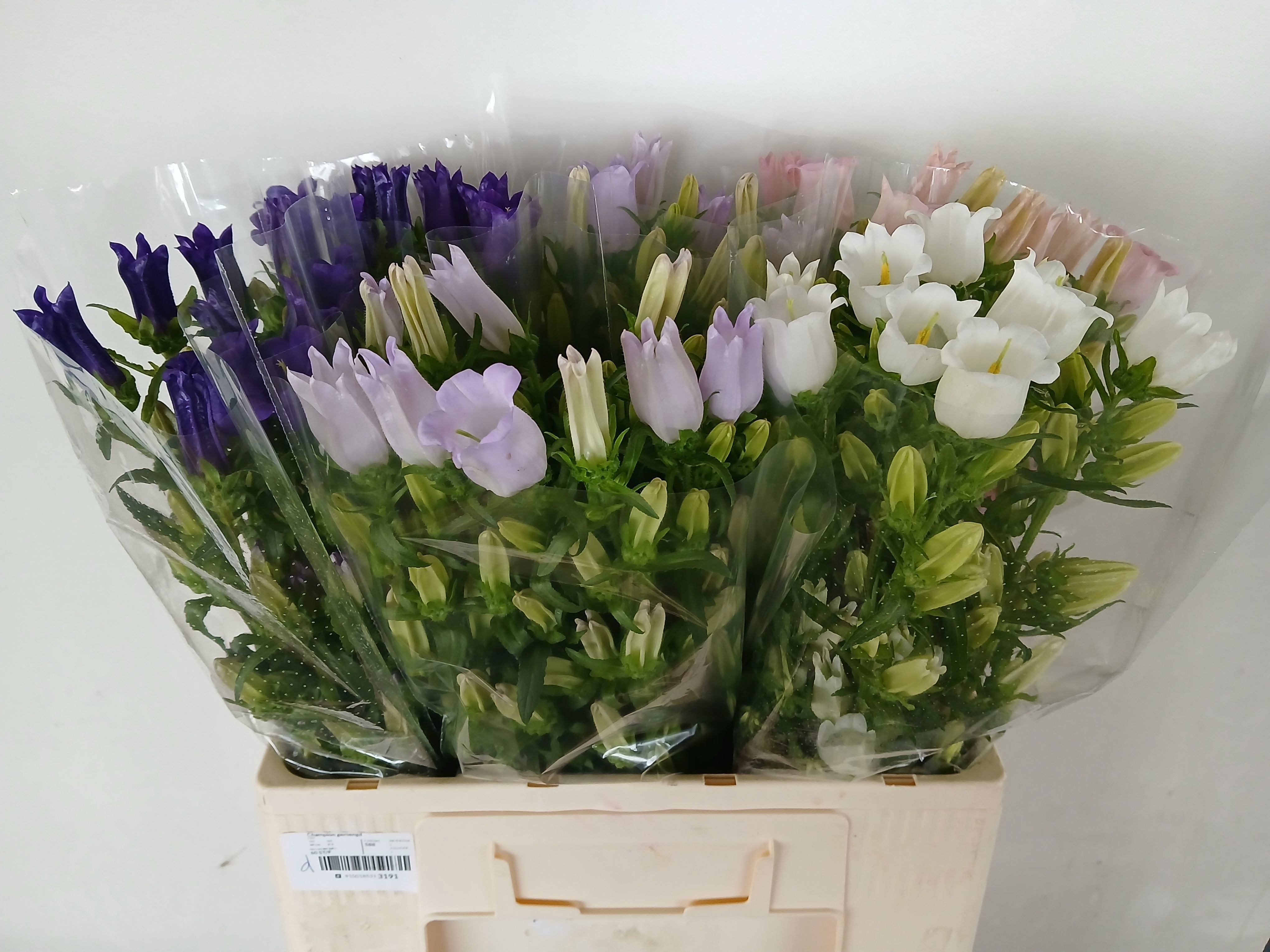 Campanula Medium Asst 60cm