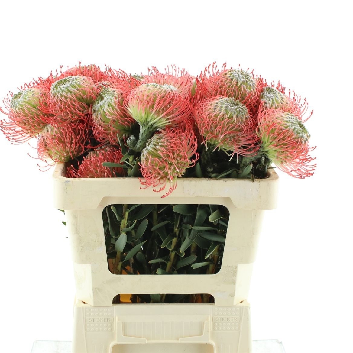 Leuco Ayoba Pink